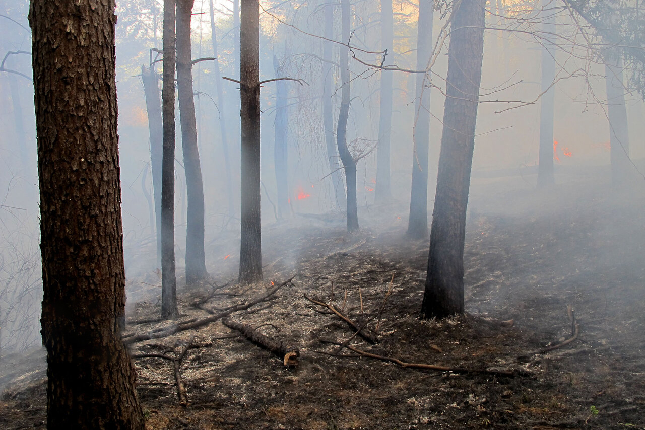آتش سوزی جنگل های رضوانشهر