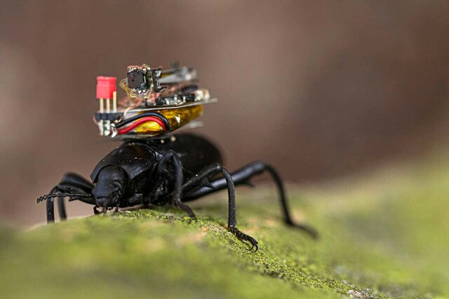 دوربین برای دید حشرات