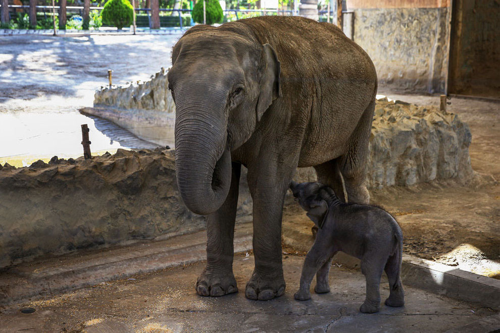(تصاویر) بچه فیل ۲۳ روزه باغ وحش ارم