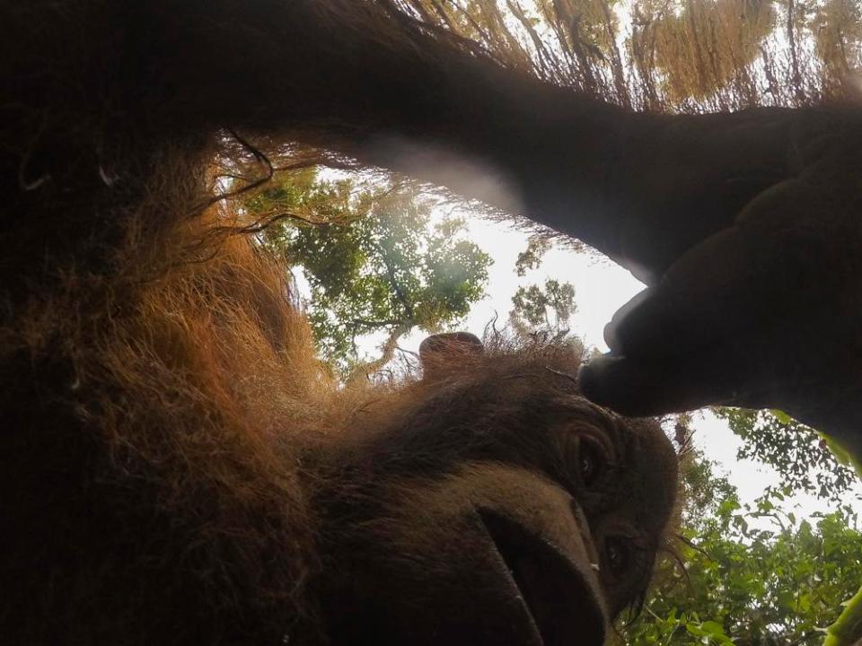 اورانگوتان باهوش دوربین را ربود و از خودش سلفی گرفت