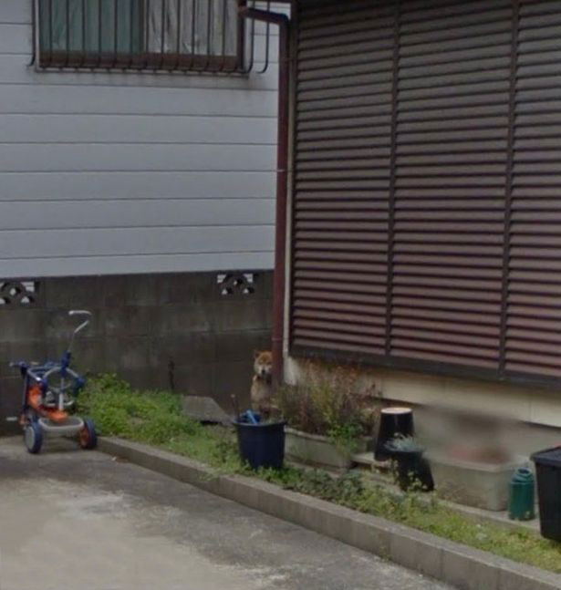 عکس عجیبی که مرد ژاپنی در گوگل ارث پیدا کرد