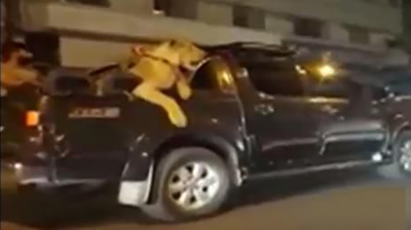 رانندگی با یک شیر در خیابان های کراچی پاکستان