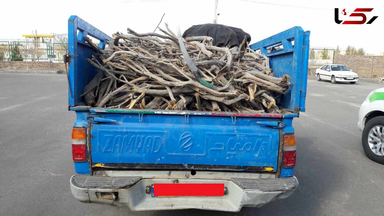 دستگیری عاملان قطع درختچه‌های تاغ در گناباد 