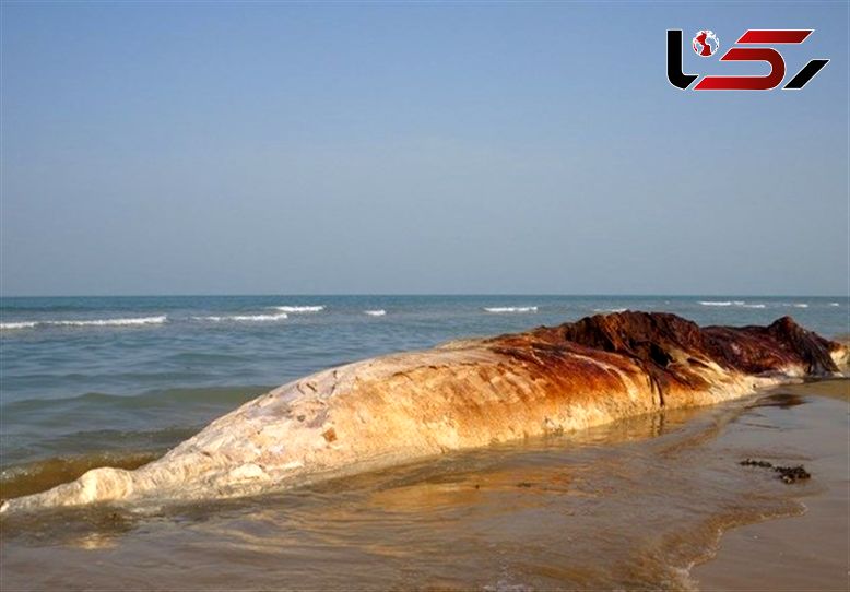 ÙÙÙÚ¯ Û±Û´ ÙØªØ±Û Ø&reg;ÙØ¯ Ø±Ø§ Ø¨Ù Ø³Ø§Ø­Ù Ù¾Ø§Ø±Ú&copy; ÙÙÛ Ø¯ÛØ±- ÙØ&reg;ÛÙÙ Ø²Ø¯ 