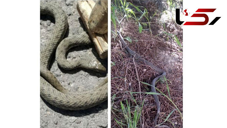 وحشت خانواده تبریزی از یک مار درخانه شان + عکس