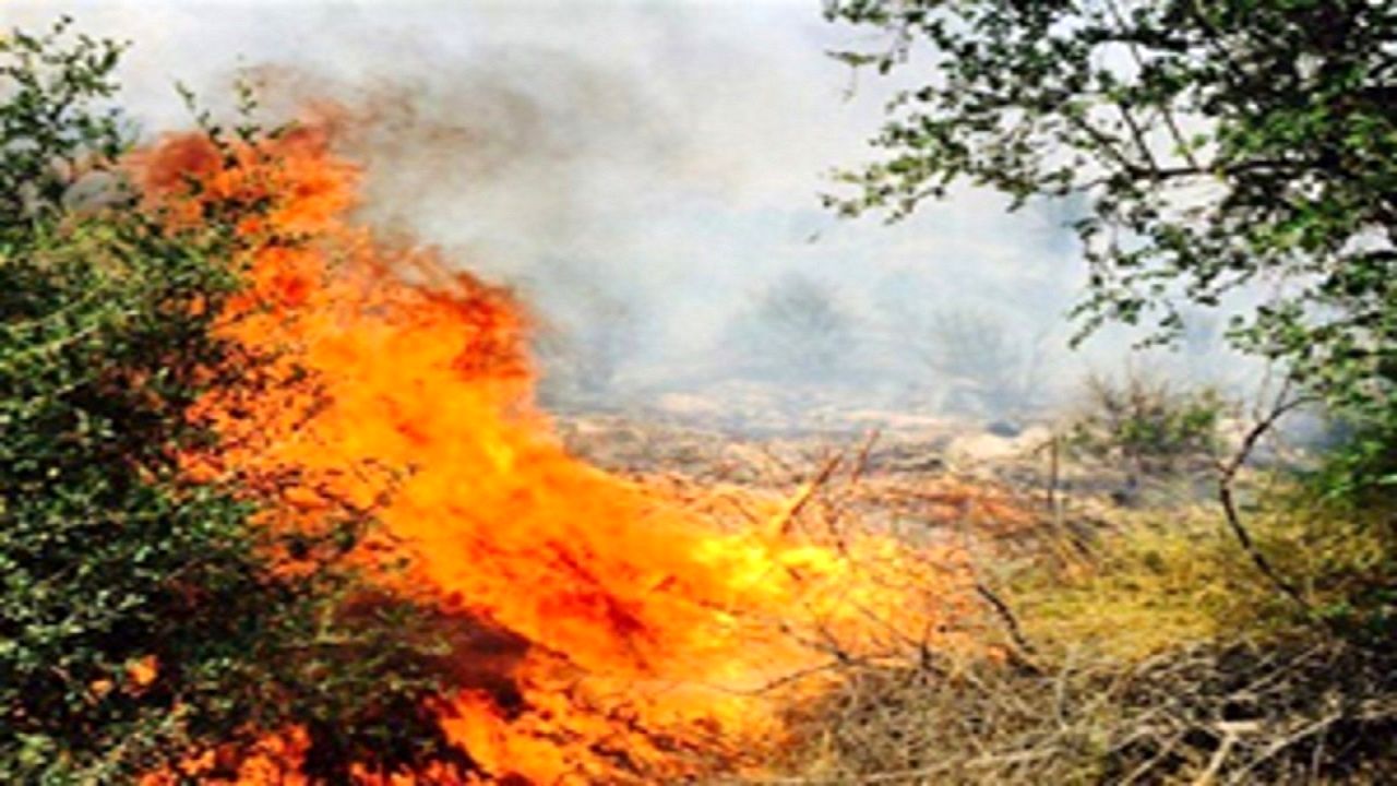 ۱۰ هکتار از جنگل‌های بلوط الیگودرز در آتش سوخت