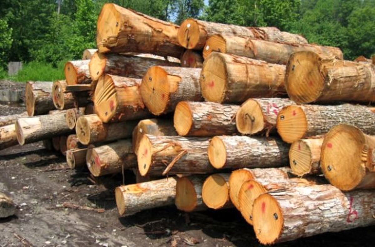 ۲.۵ تن چوب جنگلی قاچاق در خلخال کشف شد