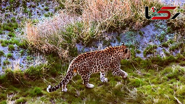 عکس زیبا / پلنگ ایرانی برای اولین بار در جزیره اشک ارومیه دیده شد