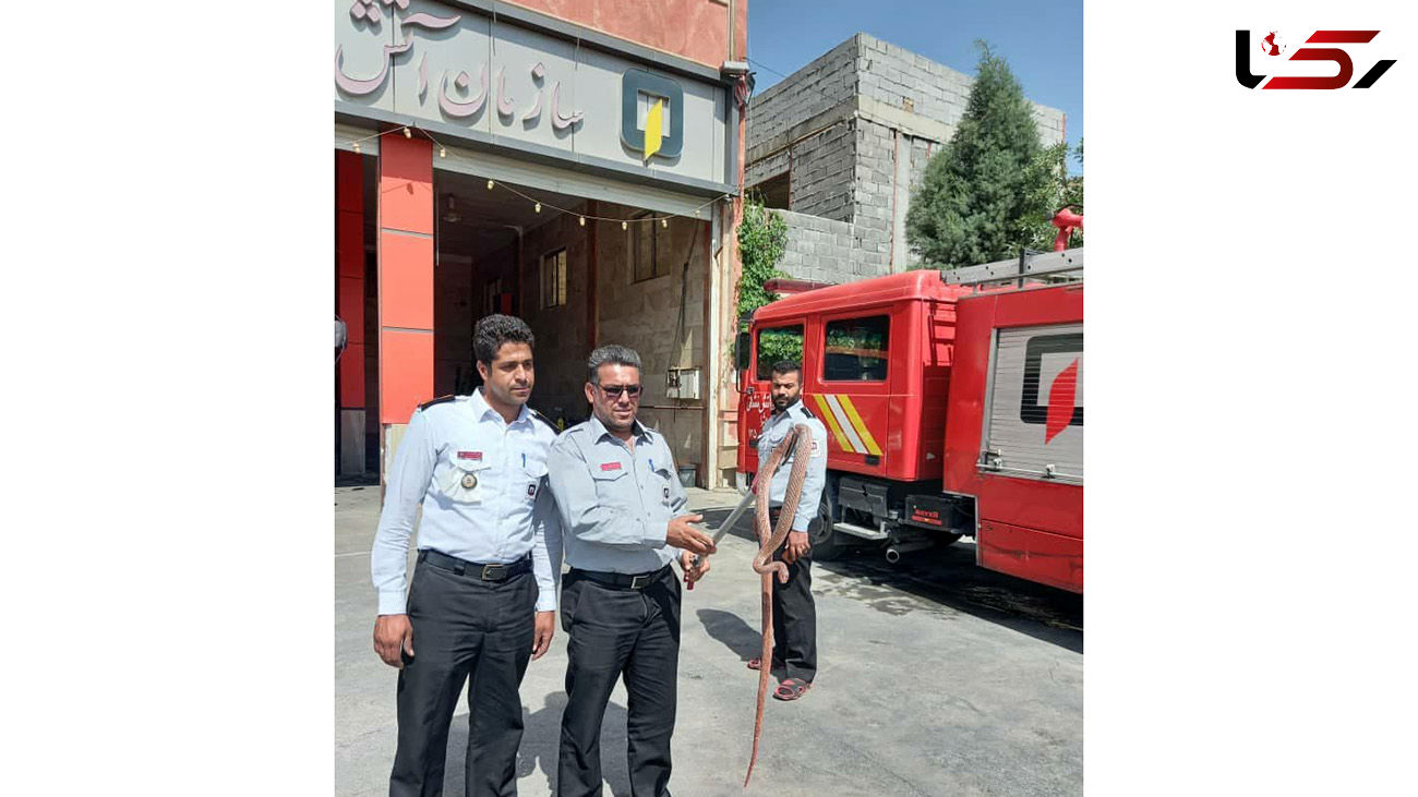 وحشت از مار بزرگ در پاساژ تجاری پیشوا + عکس
