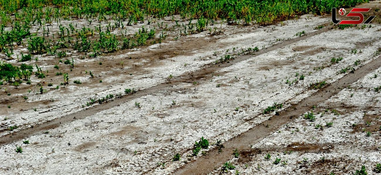 50 درصد کل عرصه کشور با شوری خاک مواجه است / مرگ خاک ایران
