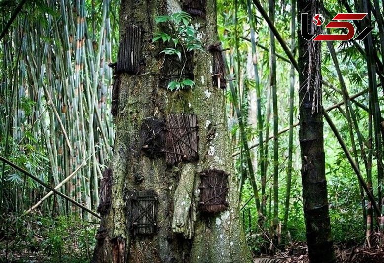 دÙ٠جسد Ú©ÙØ¯Ú©Ø§Ù در تÙ٠درخت Ø¬ÙØ¬Ø§Ù ب٠پا کرد +تصاÙÛØ±