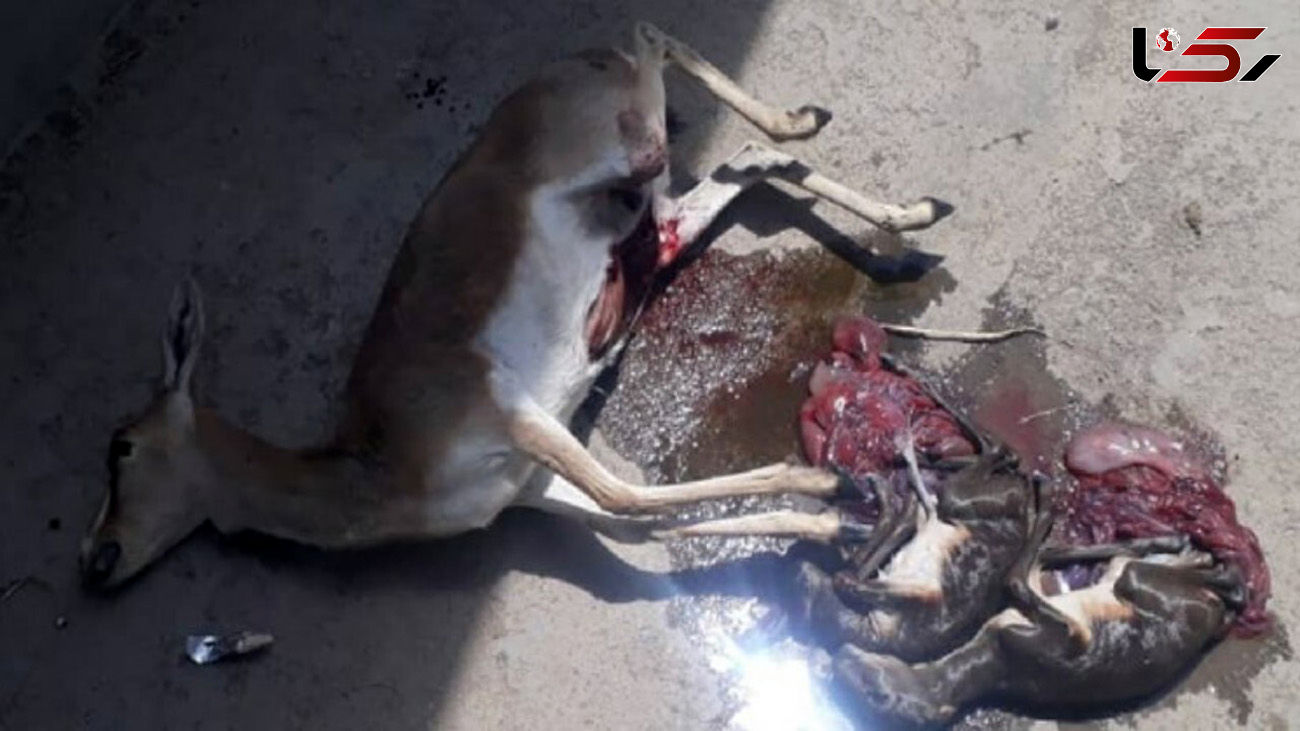 عکس دردناک / تصادف مرگبار آهوی مادر با 2 جنین در شکم /مشهد