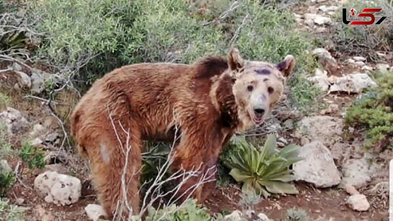 عشایر دهاقان قصد کشتار خرس ها را دارند / آنها می ترسند